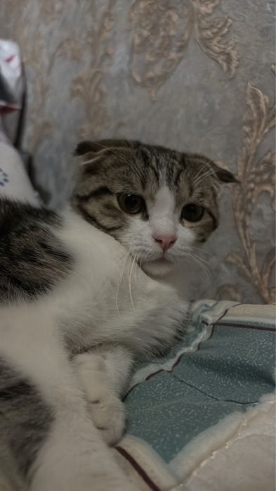 Продаётся сиамская кошка.