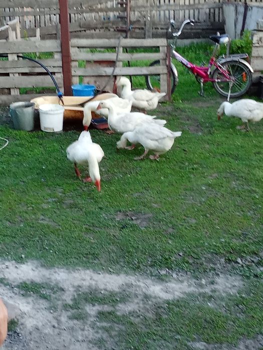 Продам гусей живьём