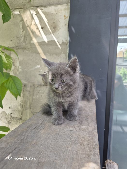 Отдам котят бесплатно
