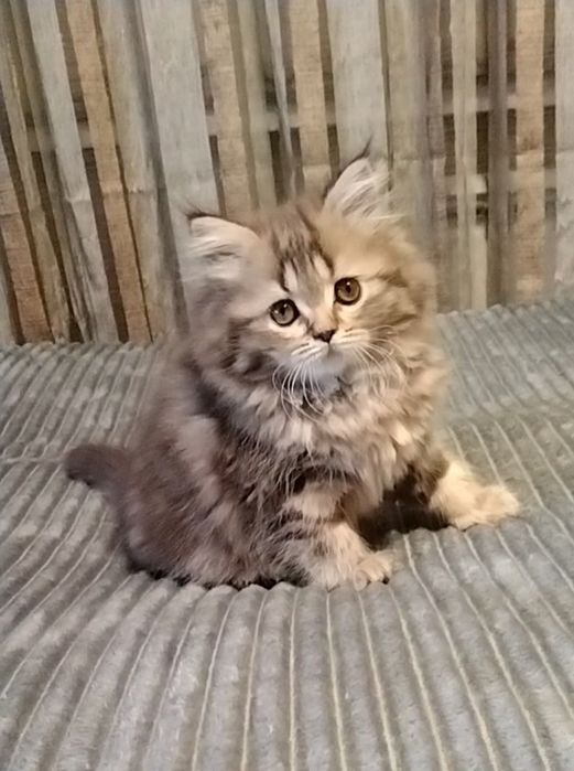 Две прямоухие девочки. С документами.