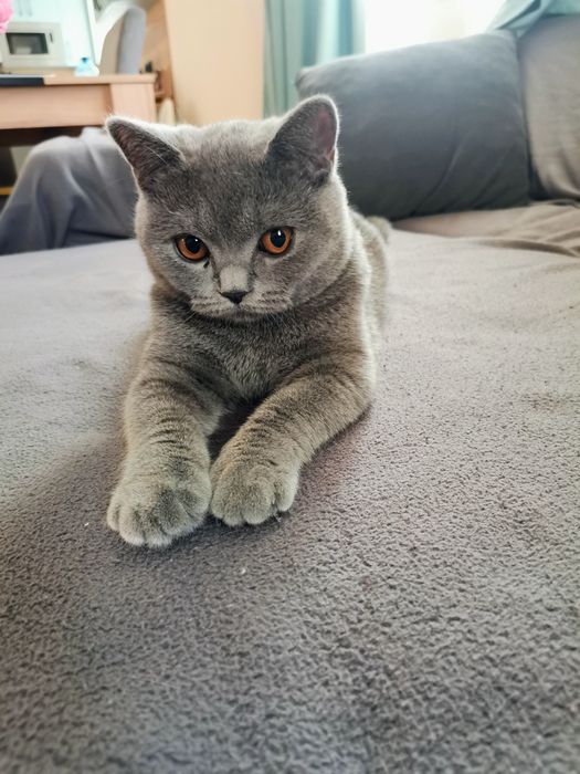 Мъжко британско коте разцветка Таби