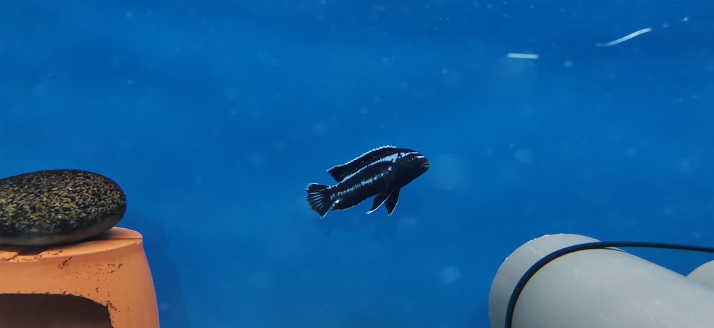 Рибки Африкански цихлиди