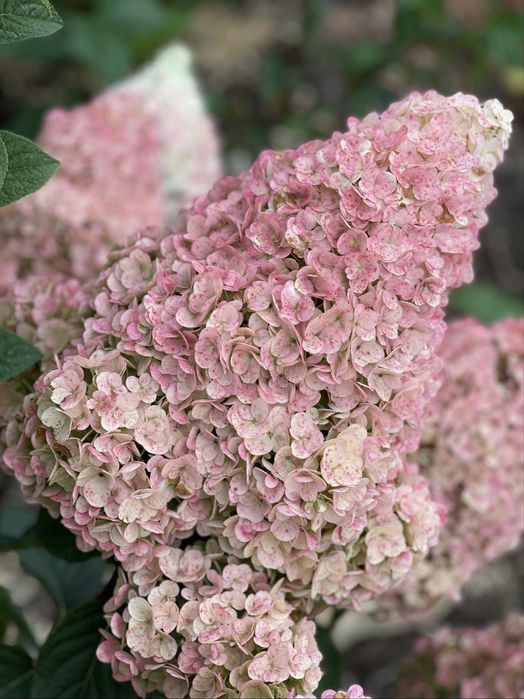 Гортензии метельчатые и древовидные