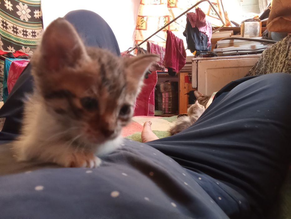 Отдам котят хорошие руки