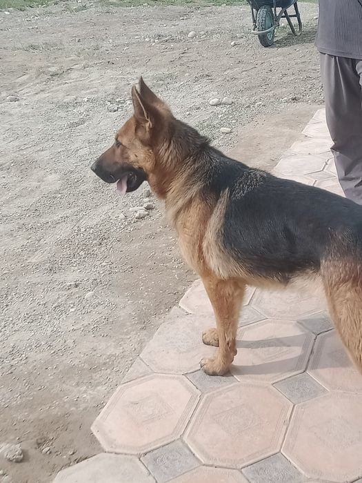 Апчарка сабака 35000