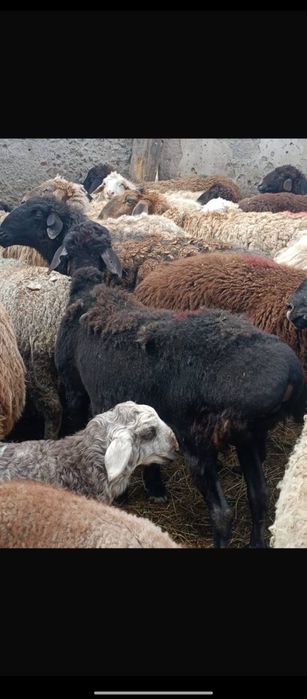 Продаются бараны жирные