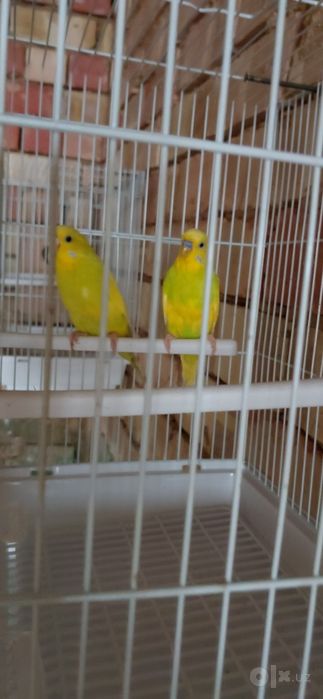 Valnisti paralar sotiladi. Pashti tayyor