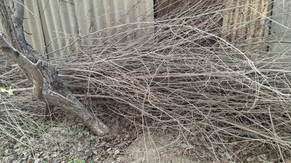 Бесплатно дрова в любое время самовывоз