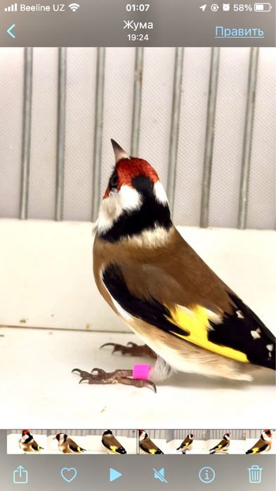 Sava kokil yengi qush . saratov