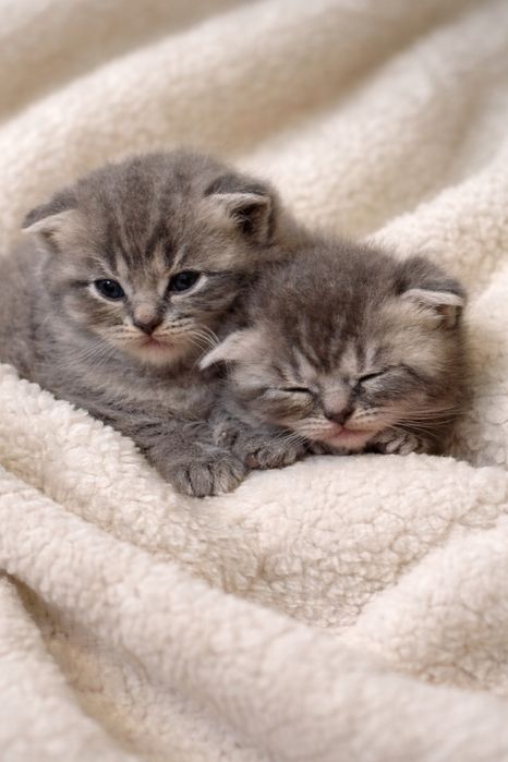Очаровательные котята Скоттиш-фолд ищут любящих хозяев!
