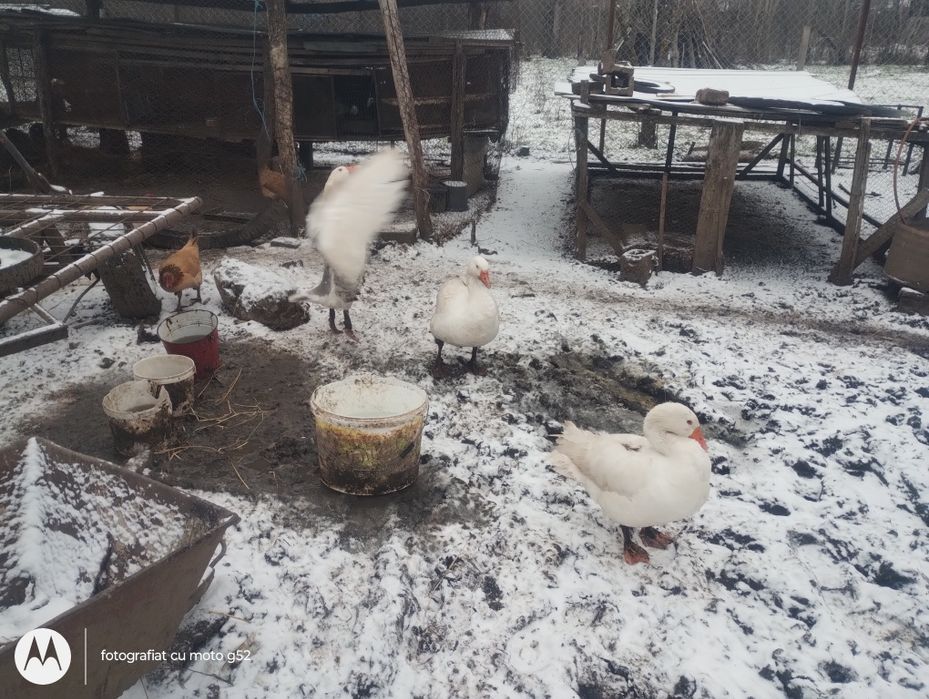 Vând 2 gâscani și 1 gașca tinere prețul 150 de lei