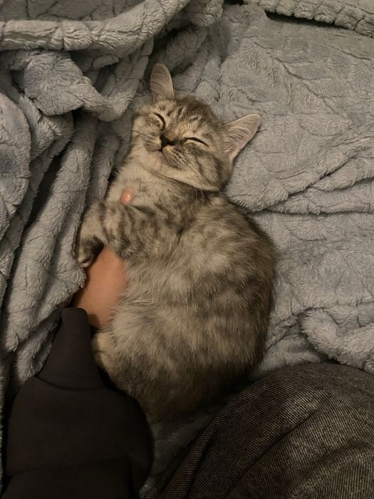 Котенок скоттиш страйт