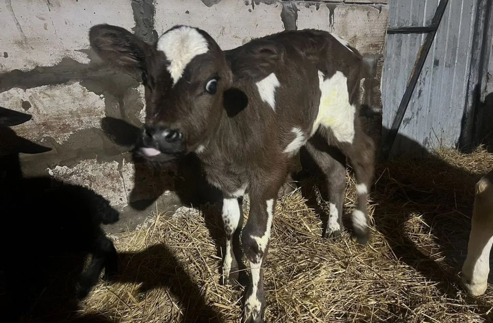 Телята бычки белоголовые