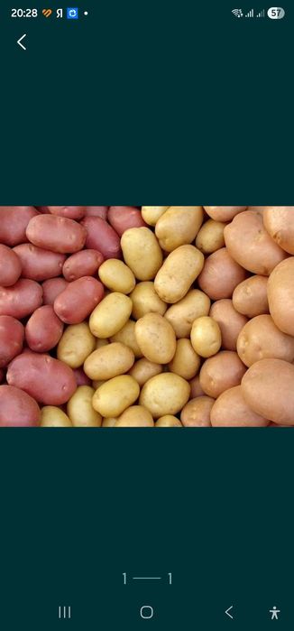 Картошка дачная крупная