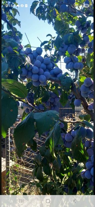 Vand prune annasphet