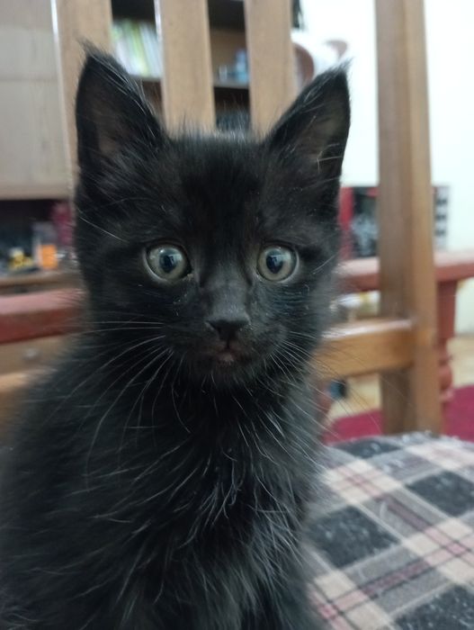 Котята, бала пышыклар, бесплатно