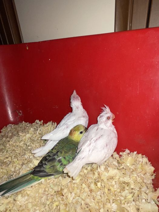 Продаются идеально ручный попугаи кореллы