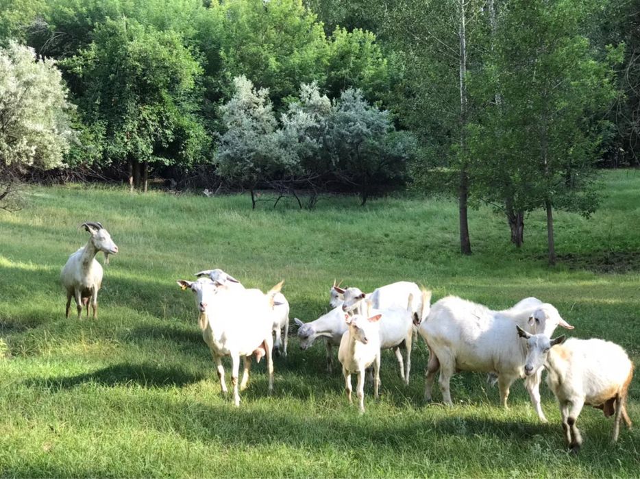 Продам Козье молоко