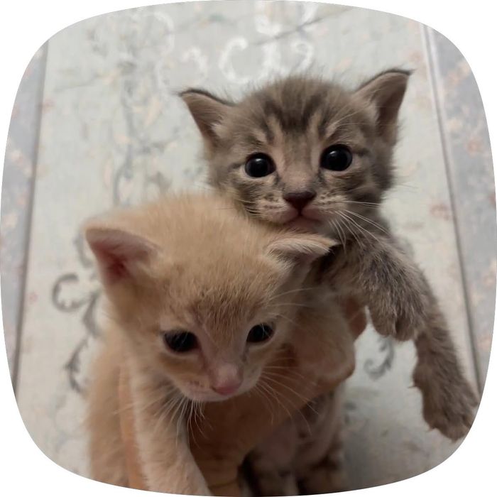 Котята в хорошие руки