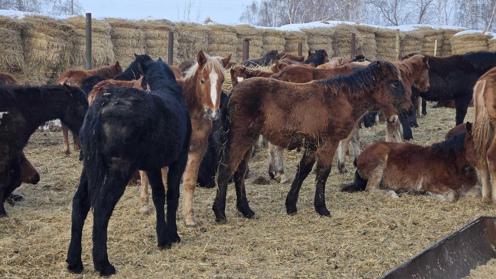 Продам жеребят с откорма