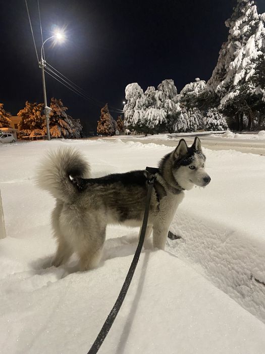 Вязка собак, хаски