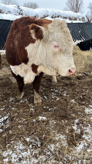 В продаже бык белоголовый !