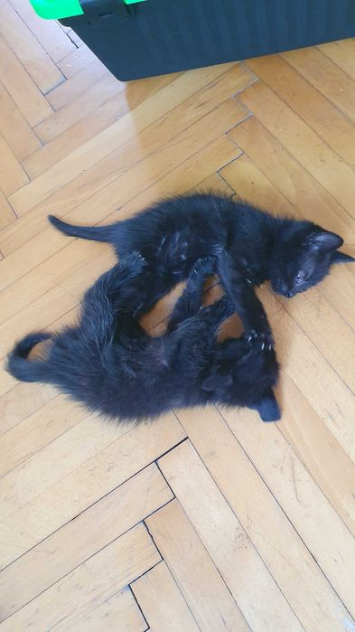 Приемен / постоянен Дом за Бебета - брат и сестра