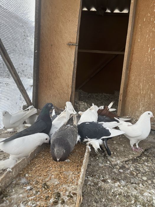 Продам голубей, всех сразу