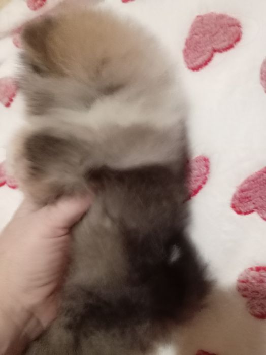 Продам щенка шпица