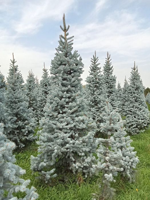 Голубые ёлки разных размеров