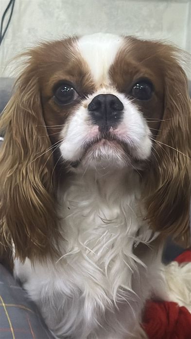 Щенки кавалеры резерв