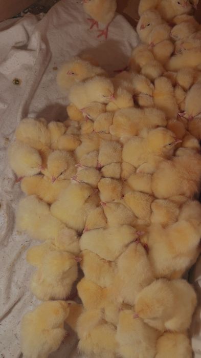 Бройлери на 1 ден Рос 308