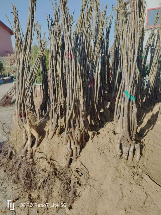 Vand pomi fructiferi altoit i și nici altoit i jupanesc anul 3