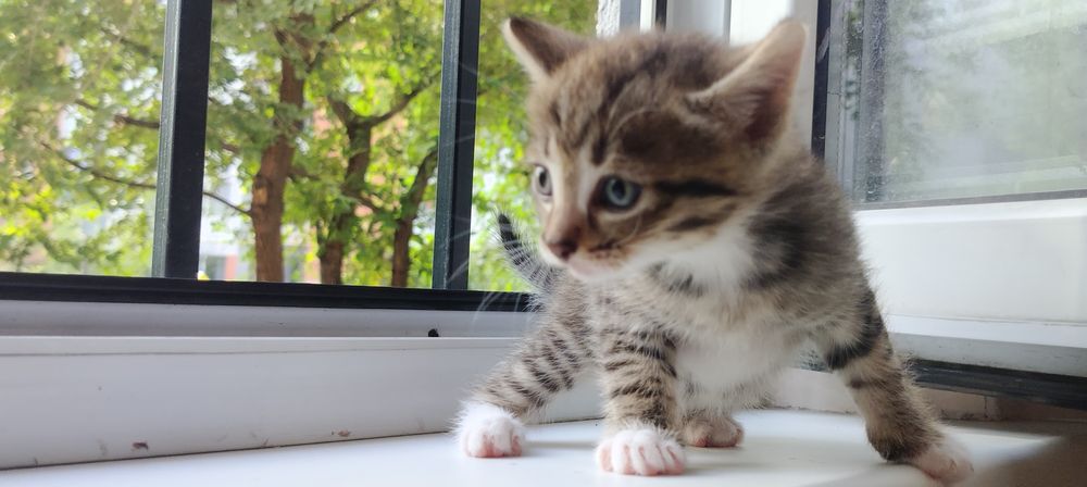 Отдам 2 котят бесплатно