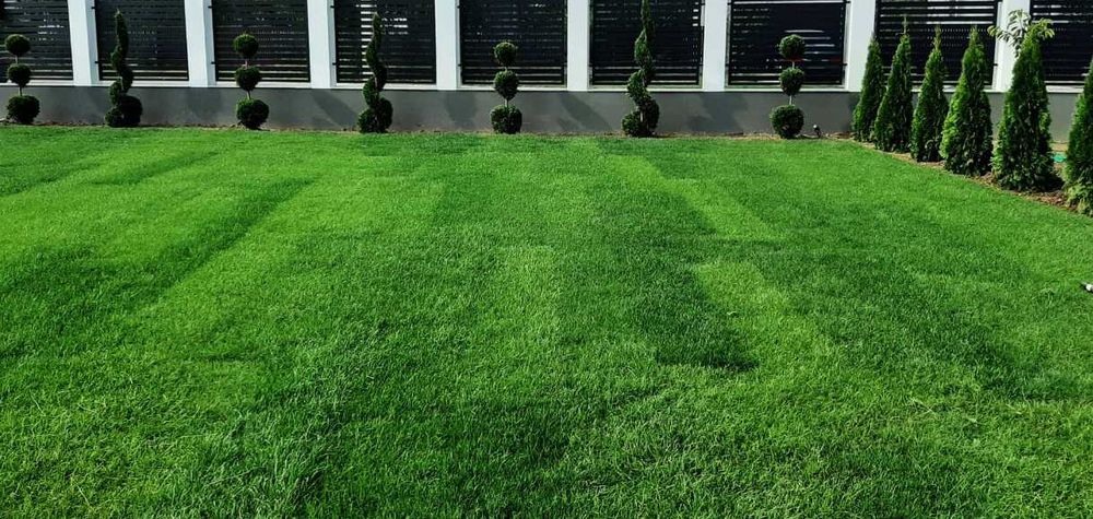 Gazon Verde Premium pentru Orice Curte