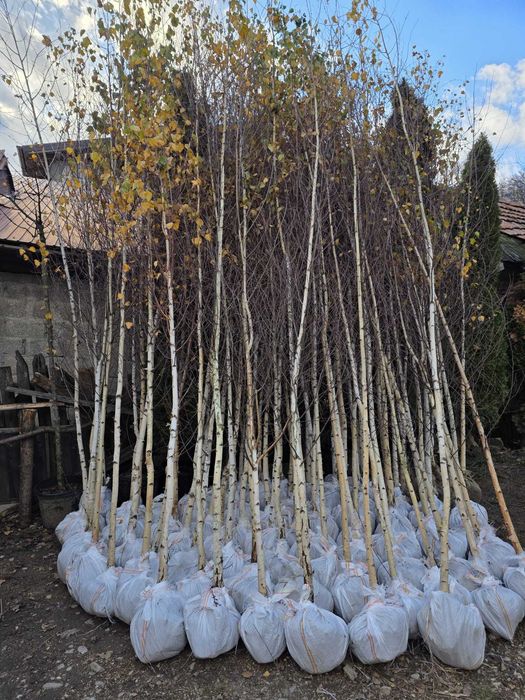 Vand Mesteacan , Tei , Platan , Artar de camp, Stejar. Plante de Padure.