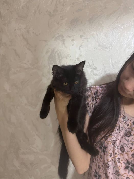 Добрые коты в хорошие руки