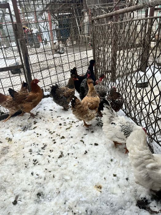 De puicute de 7 luni de vanzare