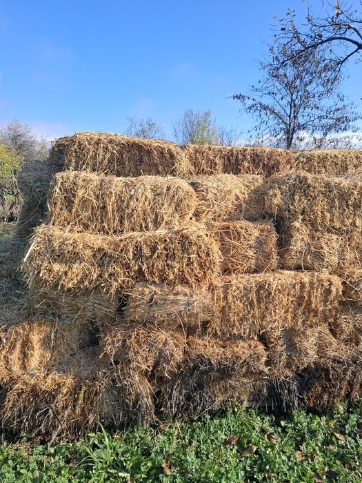 Baloți lucernă an 2025