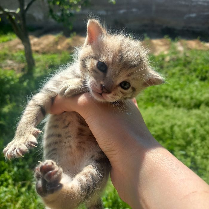 Котёнок девочки родились 20 марта