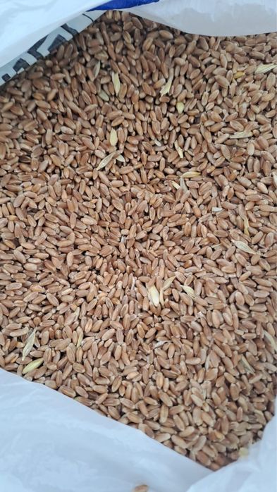 Продается фасованная пшеница