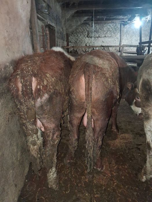 Продаётся 5 голов бычков