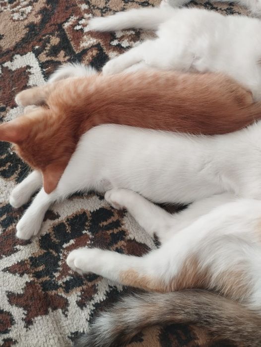 Котята, бесплатно
