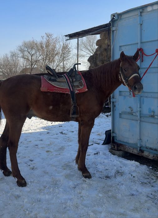 Айғыр 3 жасар тез арада саттылады