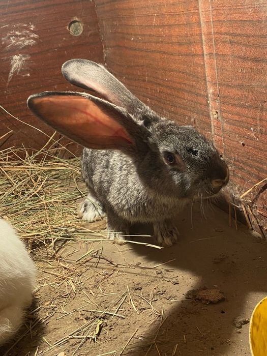 Кролик и кральчиха