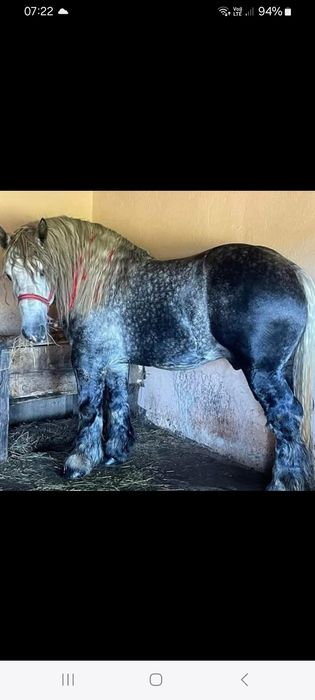 Vind sau schimb cu Duba nu veniți cu toate reginele