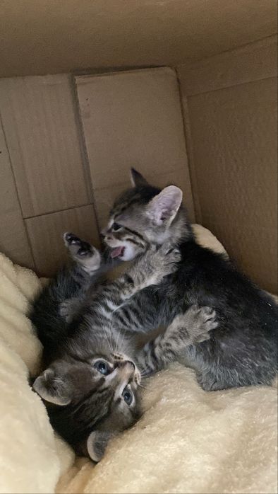 Котенок ищет дом