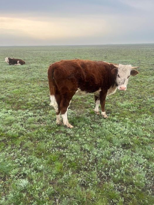 Қашар сатылады -ақ бас