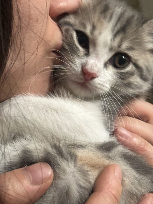 Отдам котенка девочка в добрые руки