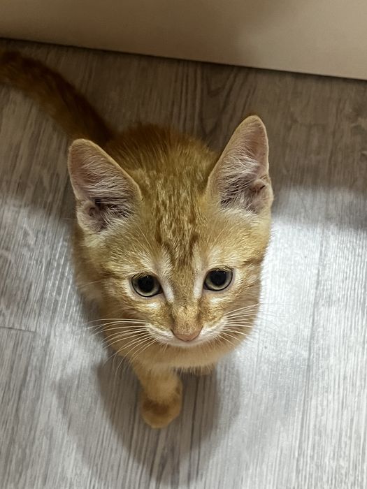 Бесплатно отдам котенка